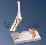 Mini Elbow Joint Model, with cross section